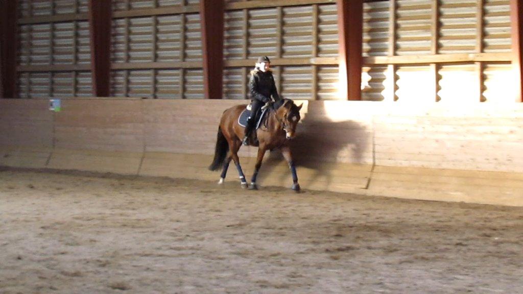 Hollandsk Varmblod Bantry Bay billede 16