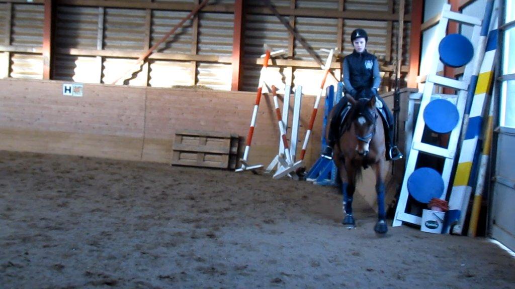 Hollandsk Varmblod Bantry Bay billede 17