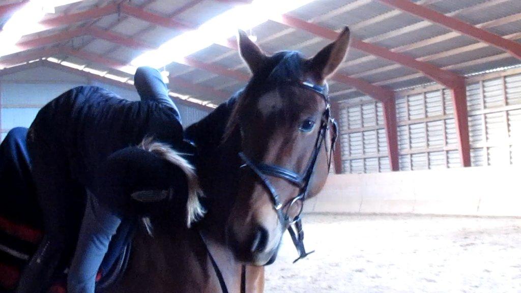 Hollandsk Varmblod Bantry Bay billede 18