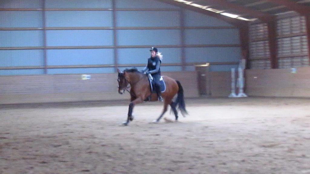 Hollandsk Varmblod Bantry Bay billede 19