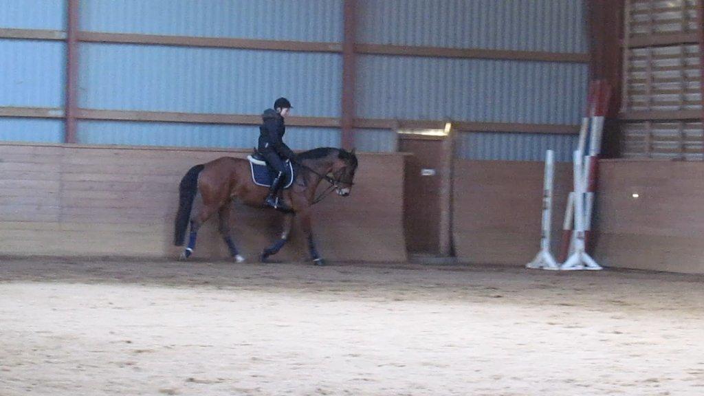 Hollandsk Varmblod Bantry Bay billede 20