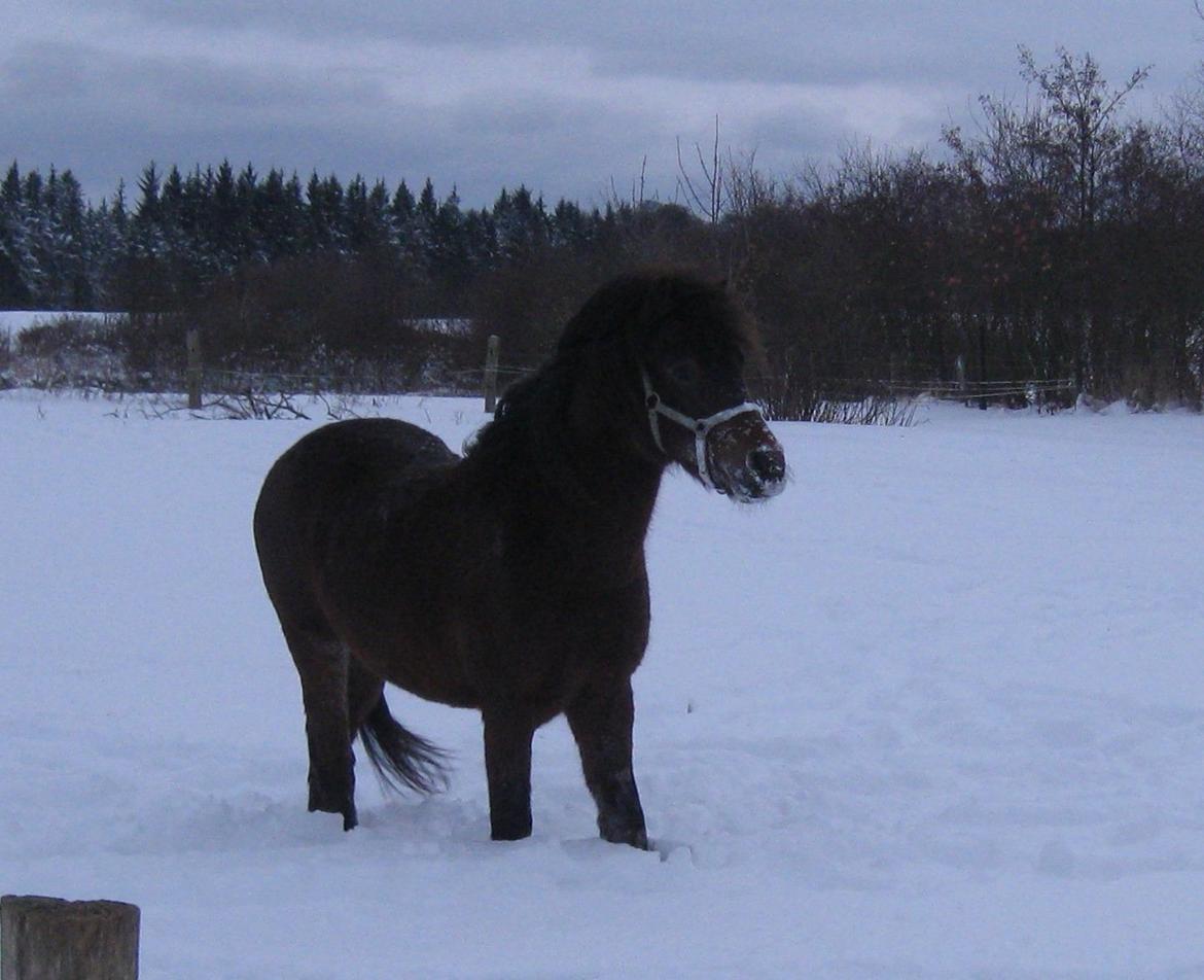 Dartmoor Cayberry Dark Gale - Sne billede af Gale. billede 12