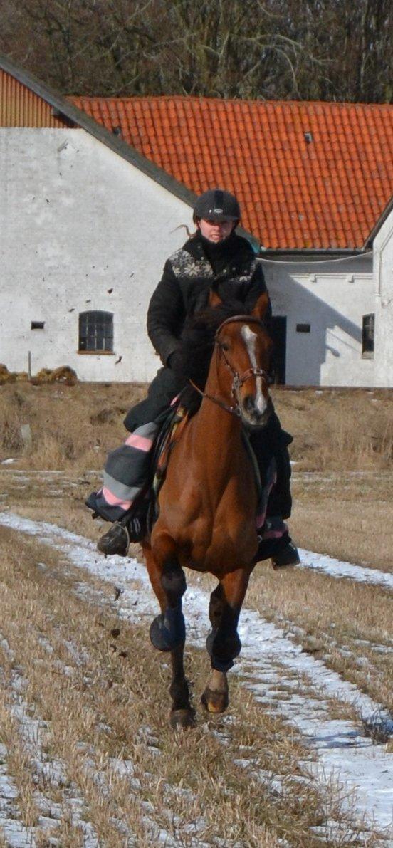 Anden særlig race Claudemirs Lacosta *Skadet* - Elsker hendes op af bakke galop! :D billede 12