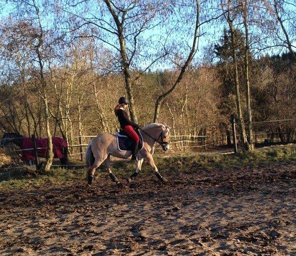 Fjordhest Super Gypsi (Dibsi) - Dressur på en dejlig vinterdag super hyggeligt <3 billede 5