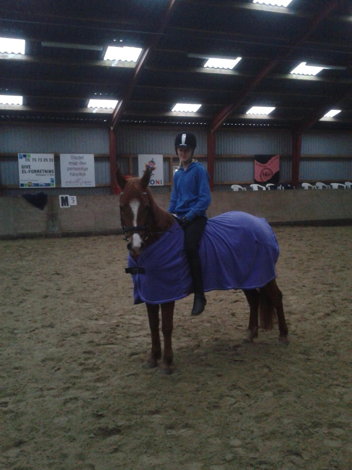 Hollandsk Sportspony zoe v.d. noarderein billede 11