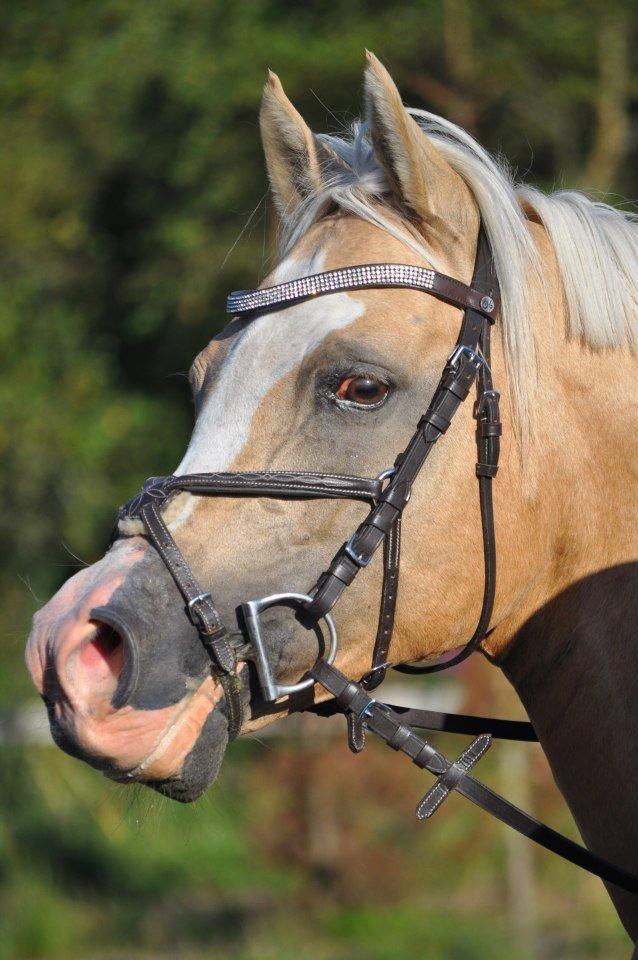 Palomino Shulay Gold Rush billede 15