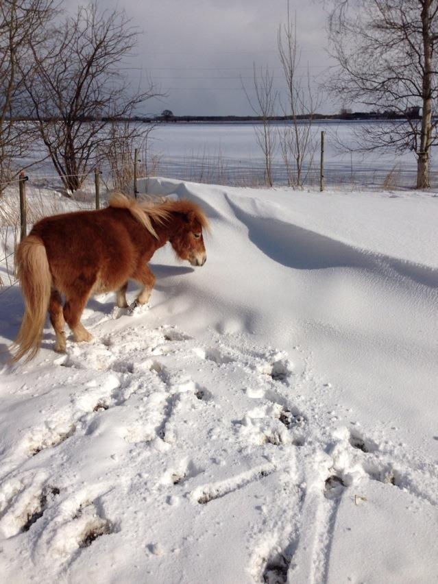 Shetlænder Fanta. - Sneeeee.. 23/3-13 billede 11