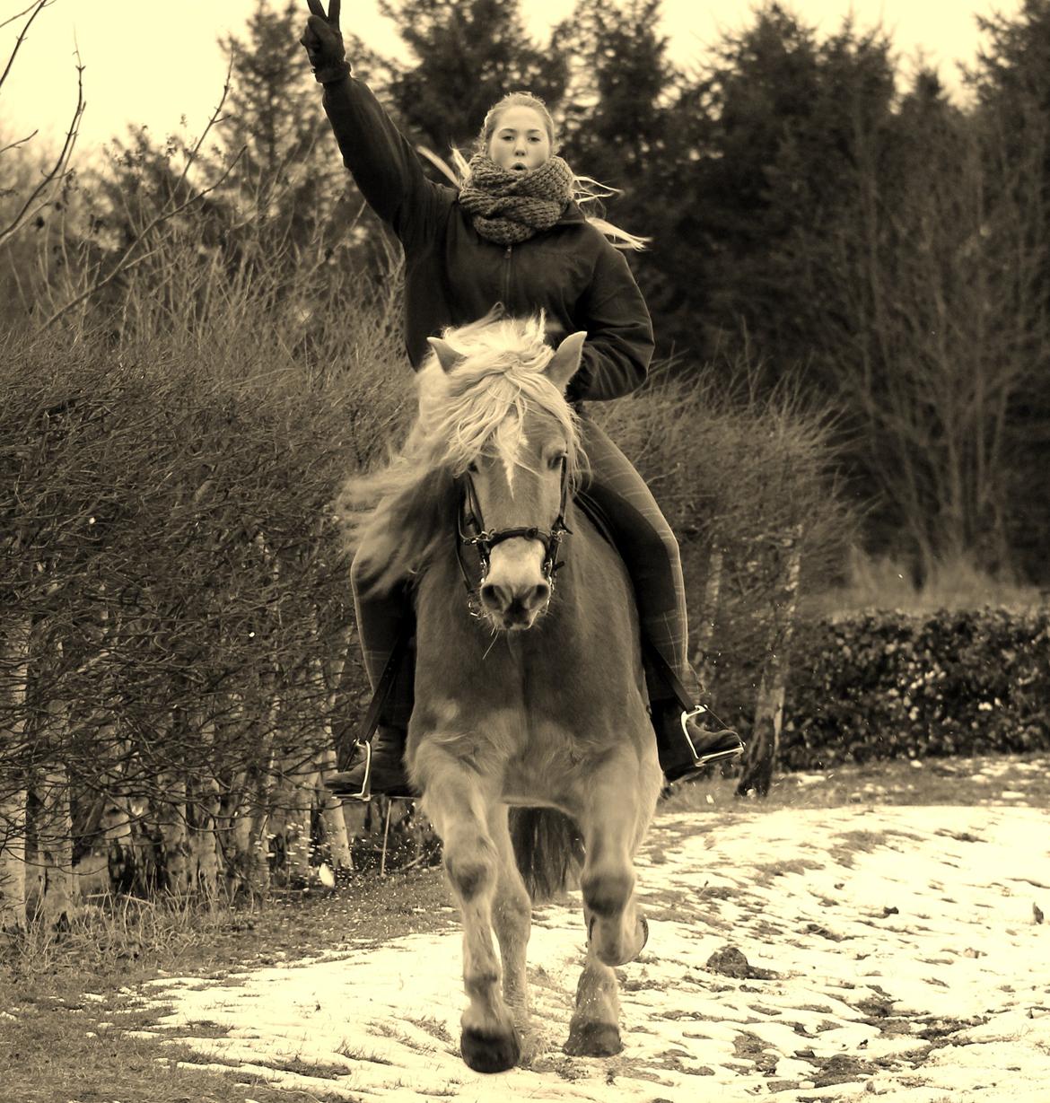 Tyroler Haflinger Whisper Elghuset billede 2