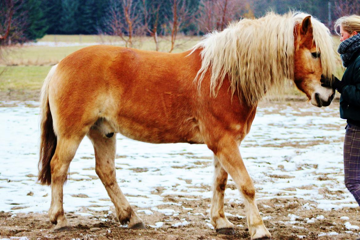 Tyroler Haflinger Whisper Elghuset billede 4