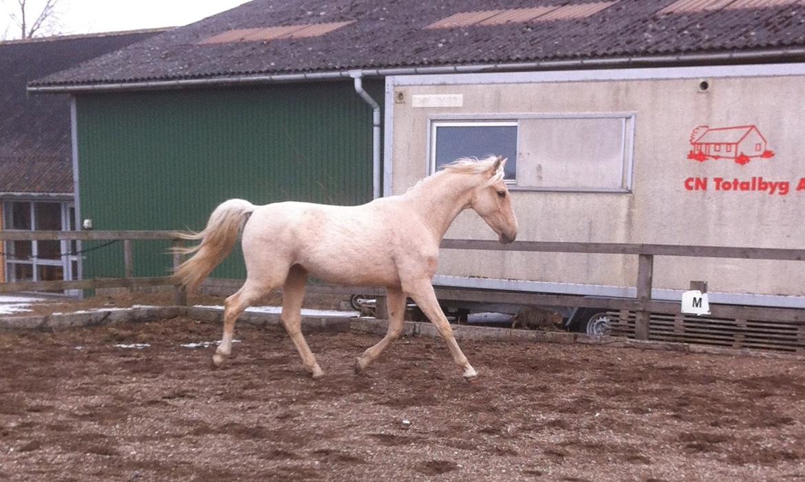 Palomino MiTho's Daywalker billede 13