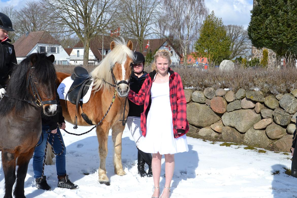 Haflinger Lille Pepsi - Konfirmation.<3 billede 19