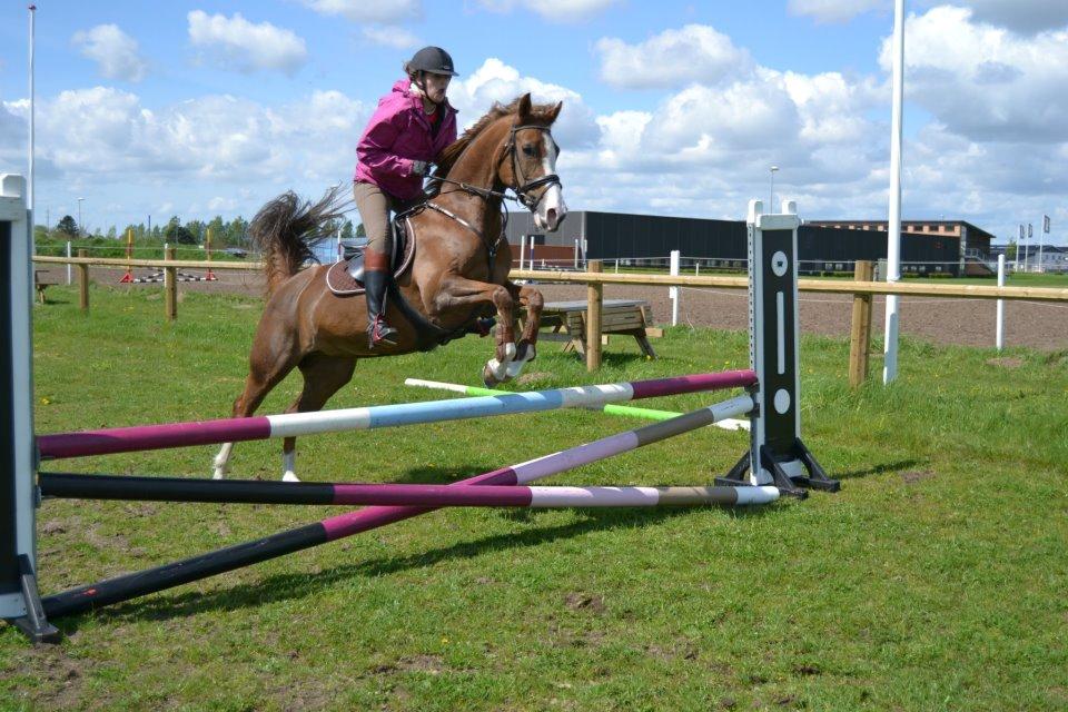 New Forest Just In Time billede 2