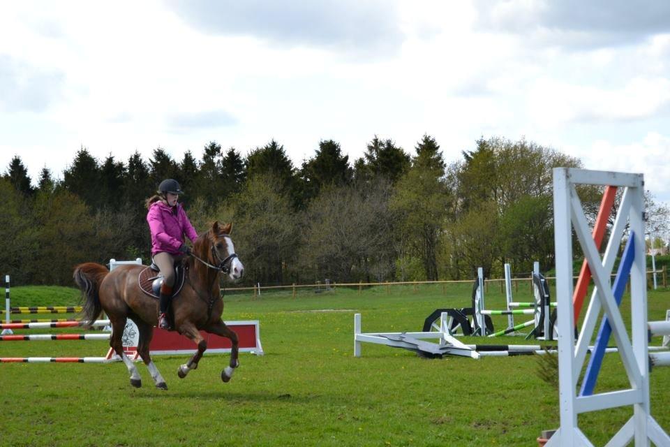 New Forest Just In Time billede 3