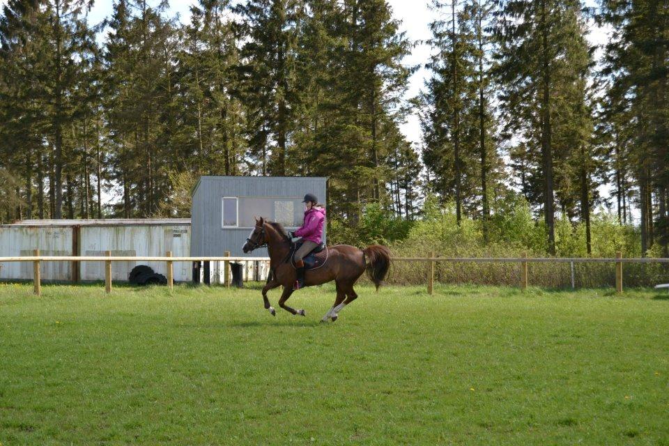 New Forest Just In Time billede 4