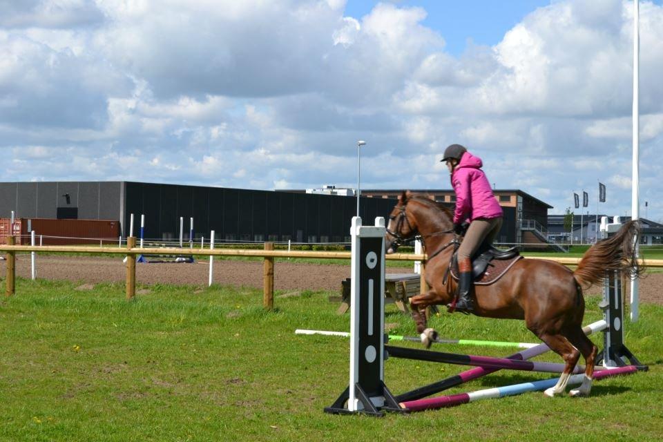 New Forest Just In Time billede 5