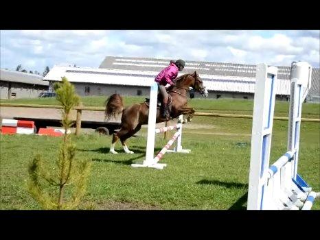 New Forest Just In Time billede 6