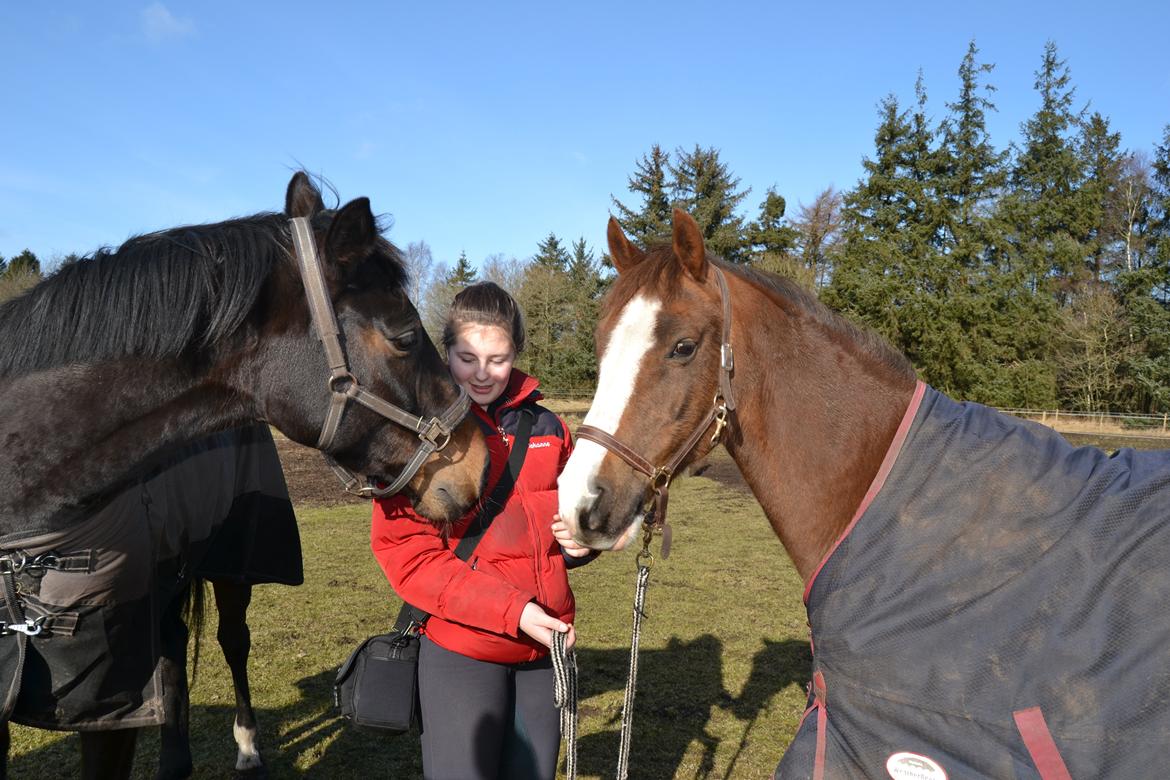 New Forest Just In Time billede 8