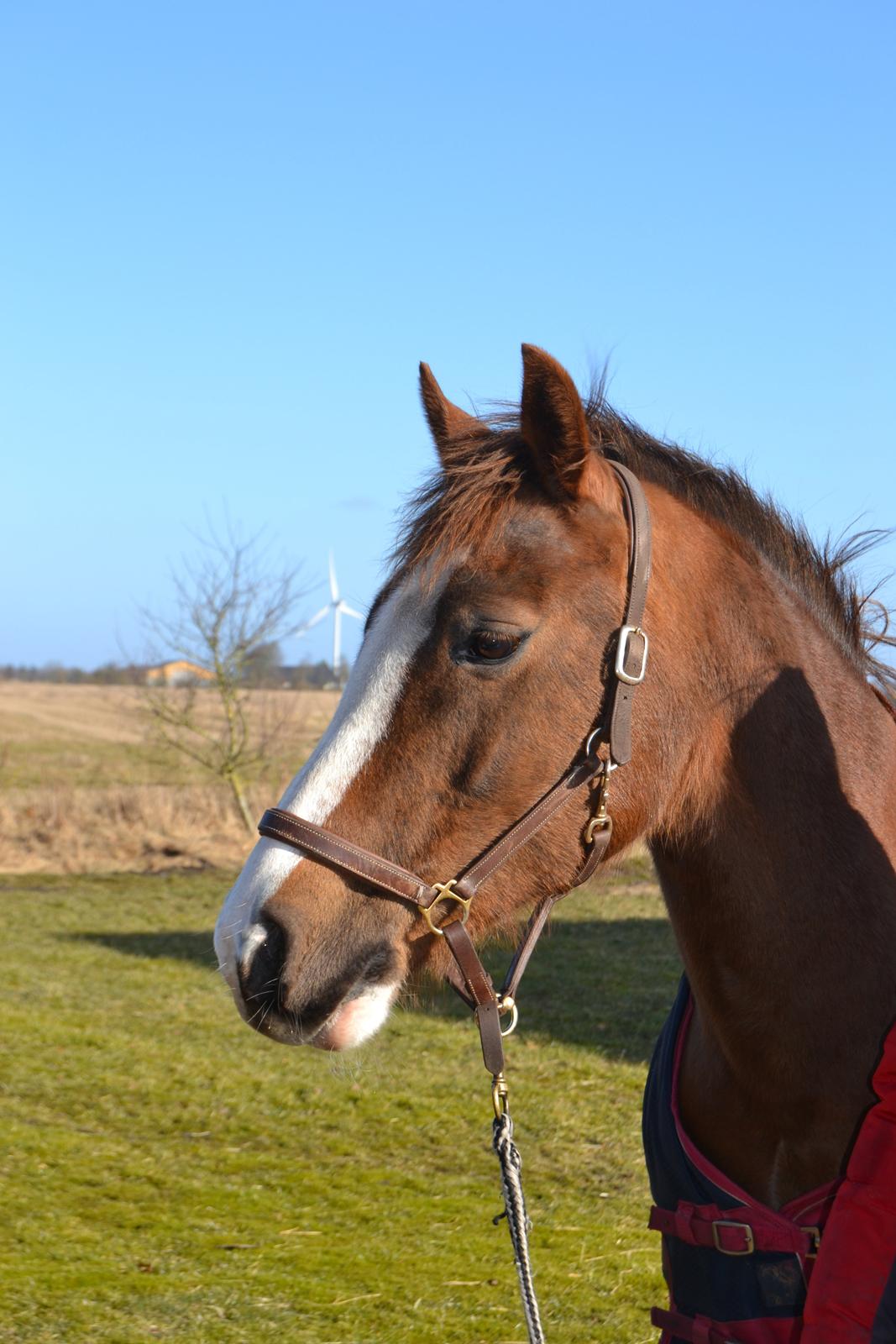 New Forest Just In Time - Flotte hyp! elsker dig sq Justin!<3 billede 9