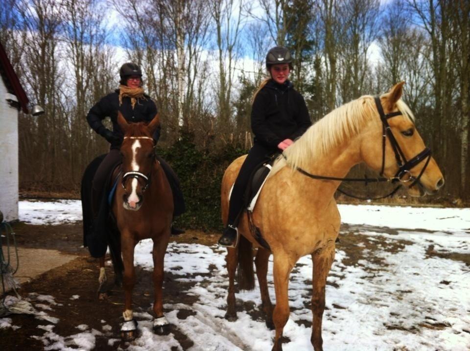 Palomino Magic Missya - Gitte på Rebella (mor til missya) Mig på missya<3 missyas første tur med rytter på! hun var så cool! både rensdyr, gøende hunde, broen og mange andre farlige ting! intet var farligt for hende! og vi travede også! <3  billede 29