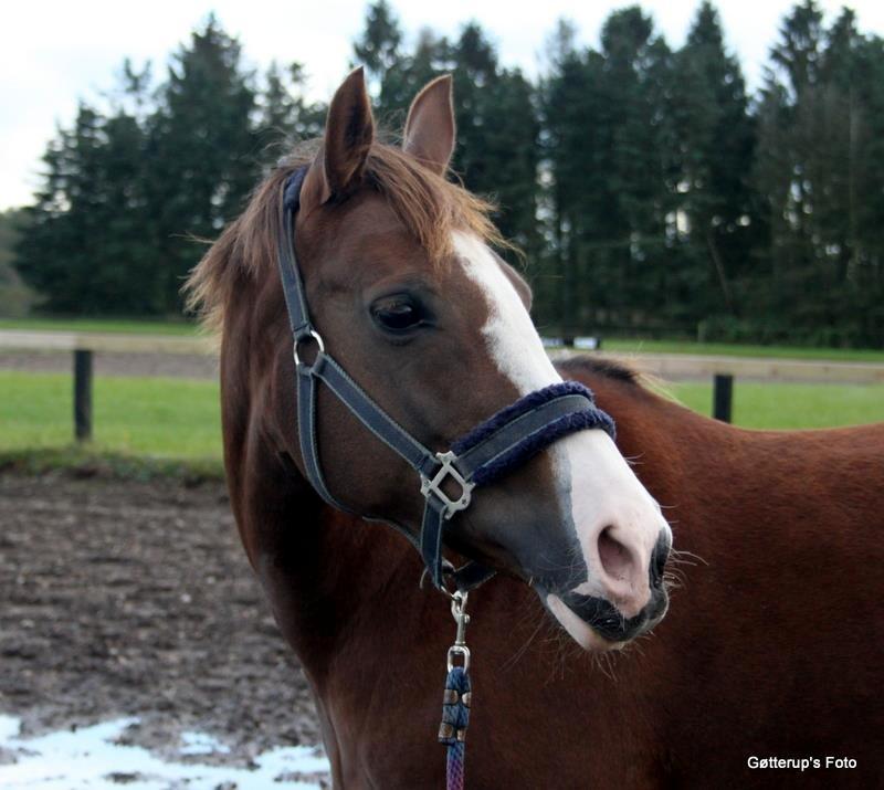 New Forest Just In Time - Dejlige Justin er da super god til det med modelbilleder? billede 1