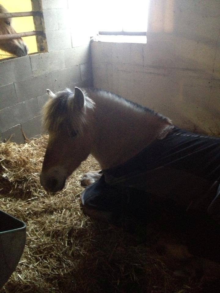 Fjordhest Jasper Pride billede 6