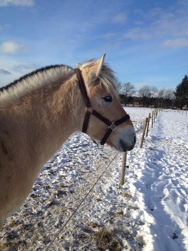 Fjordhest Jasper Pride billede 7