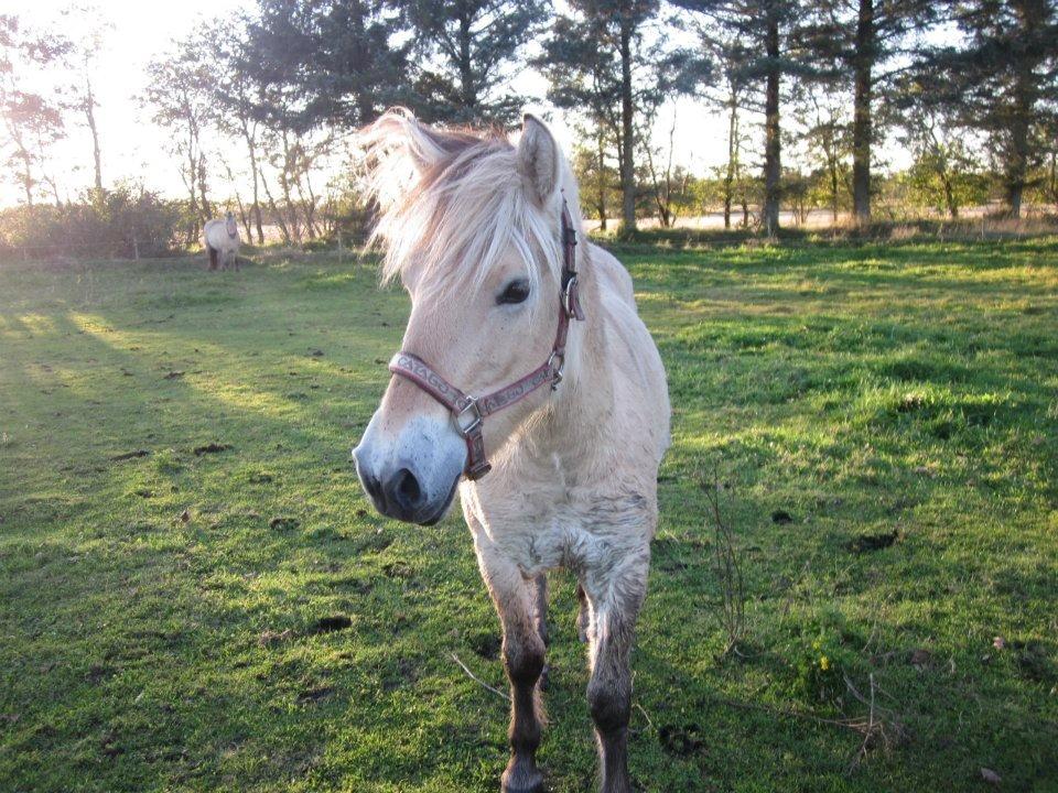 Fjordhest Jasper Pride billede 9