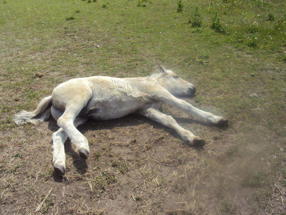 Fjordhest Jasper Pride billede 10