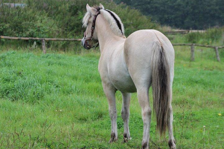 Fjordhest Jasper Pride - Når enden er god er alting godt.. // Taget Af Julie Marie Erlang billede 39