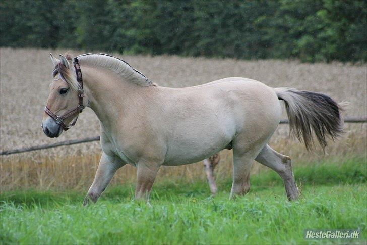 Fjordhest Jasper Pride billede 11