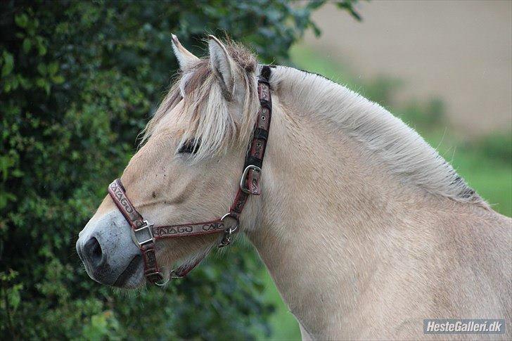 Fjordhest Jasper Pride billede 12