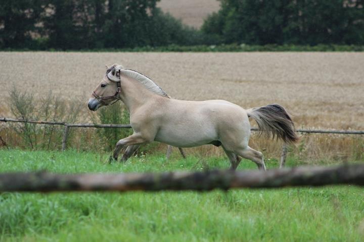 Fjordhest Jasper Pride billede 20