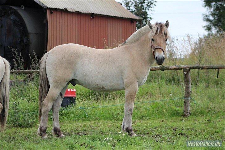 Fjordhest Jasper Pride billede 22