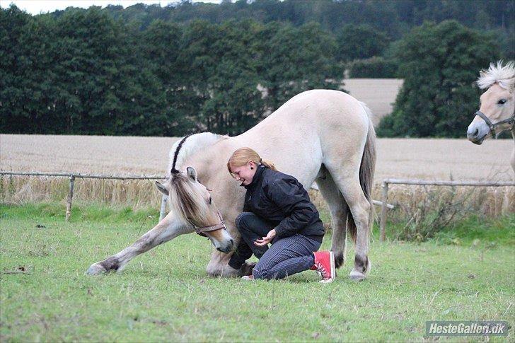 Fjordhest Jasper Pride billede 25
