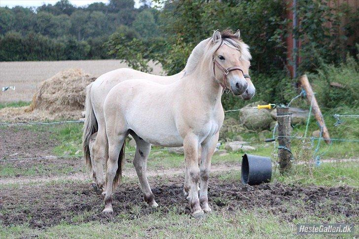Fjordhest Jasper Pride billede 26