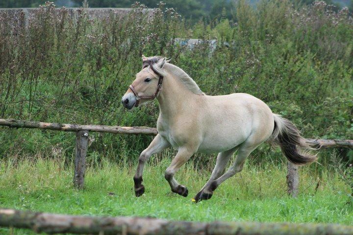 Fjordhest Jasper Pride billede 29
