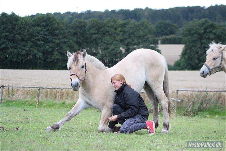 Fjordhest Jasper Pride billede 30