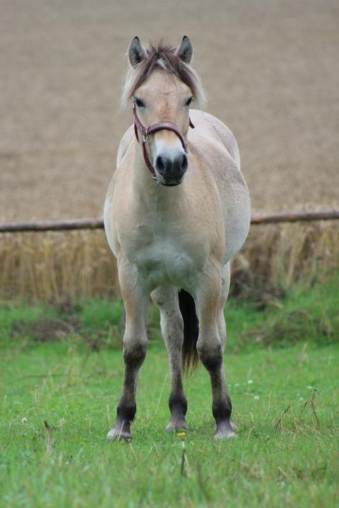 Fjordhest Jasper Pride billede 31