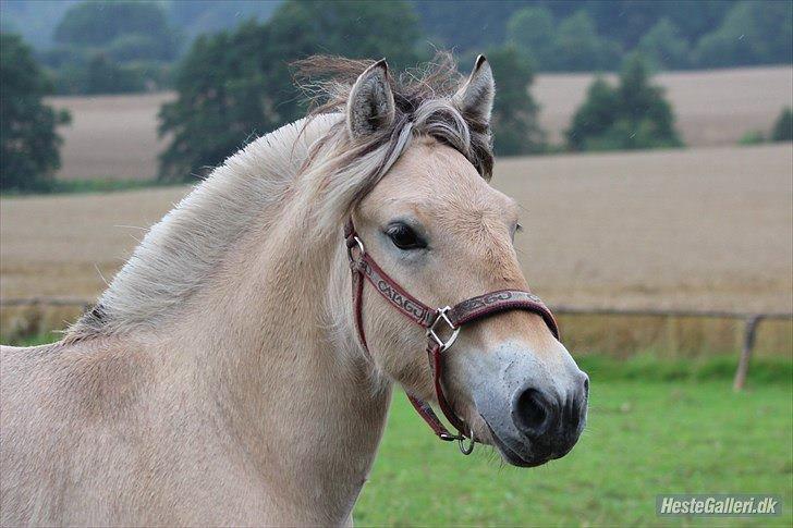 Fjordhest Jasper Pride billede 33