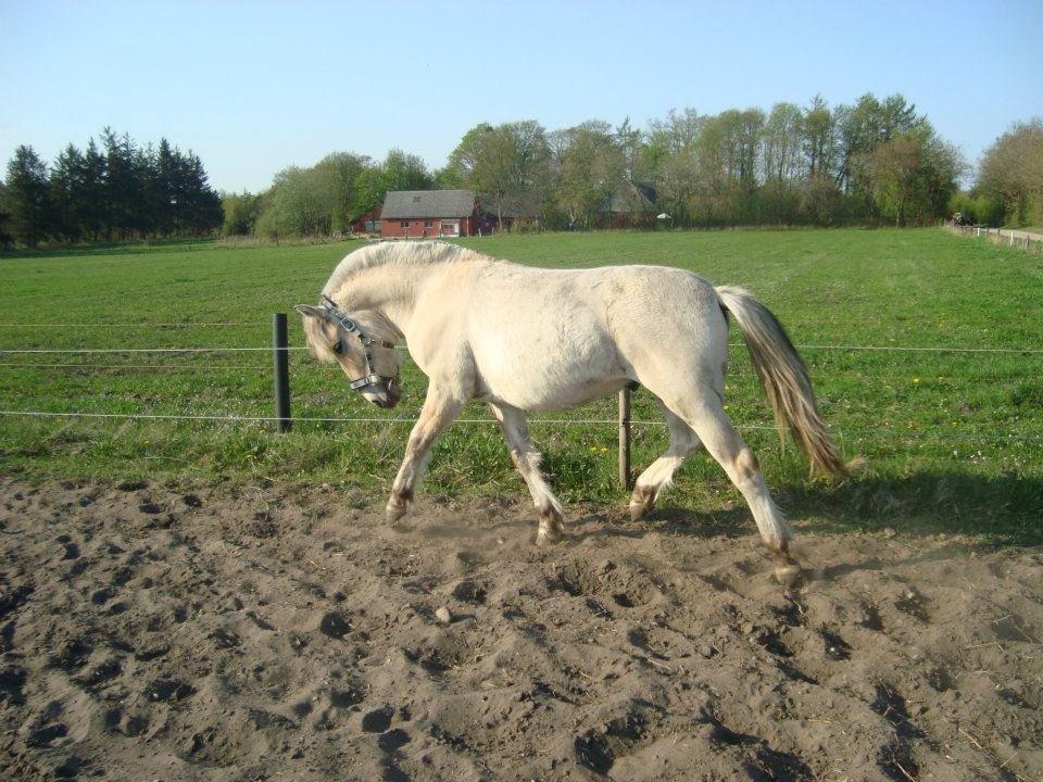Fjordhest Jasper Pride billede 34