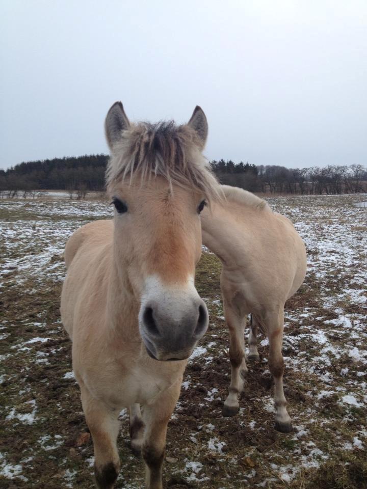 Fjordhest Jasper Pride billede 35