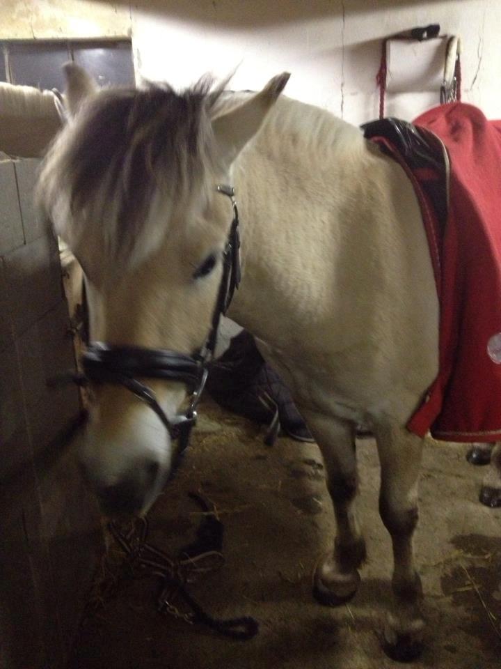 Fjordhest Jasper Pride billede 36