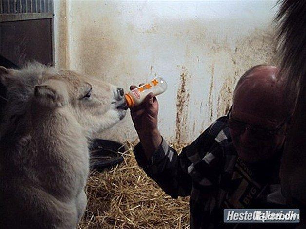 Fjordhest Jasper Pride billede 37