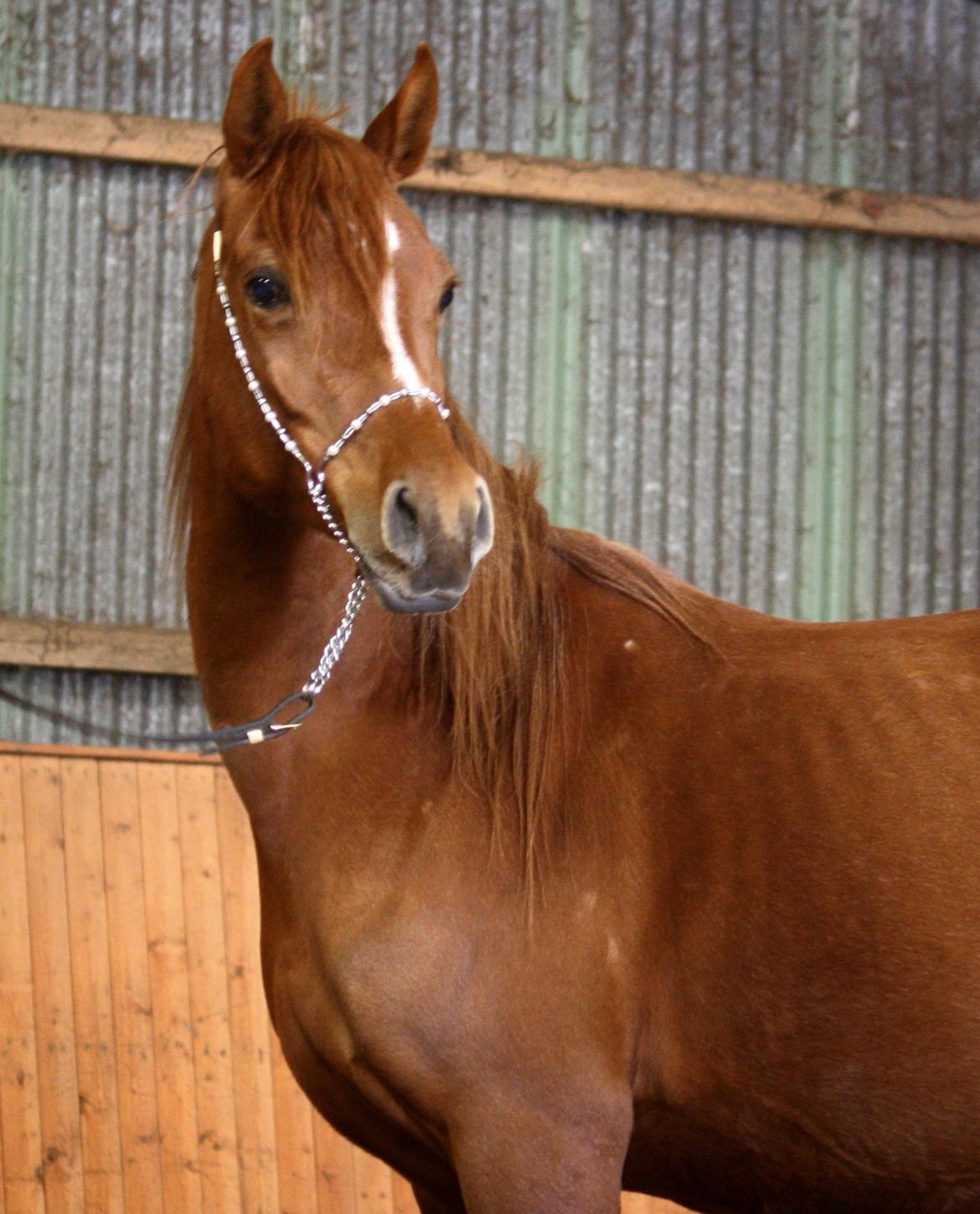 Arabisk fuldblod (OX) Finally Al-Bait OX 5493 SOLGT ! - Marts 2013 billede 6