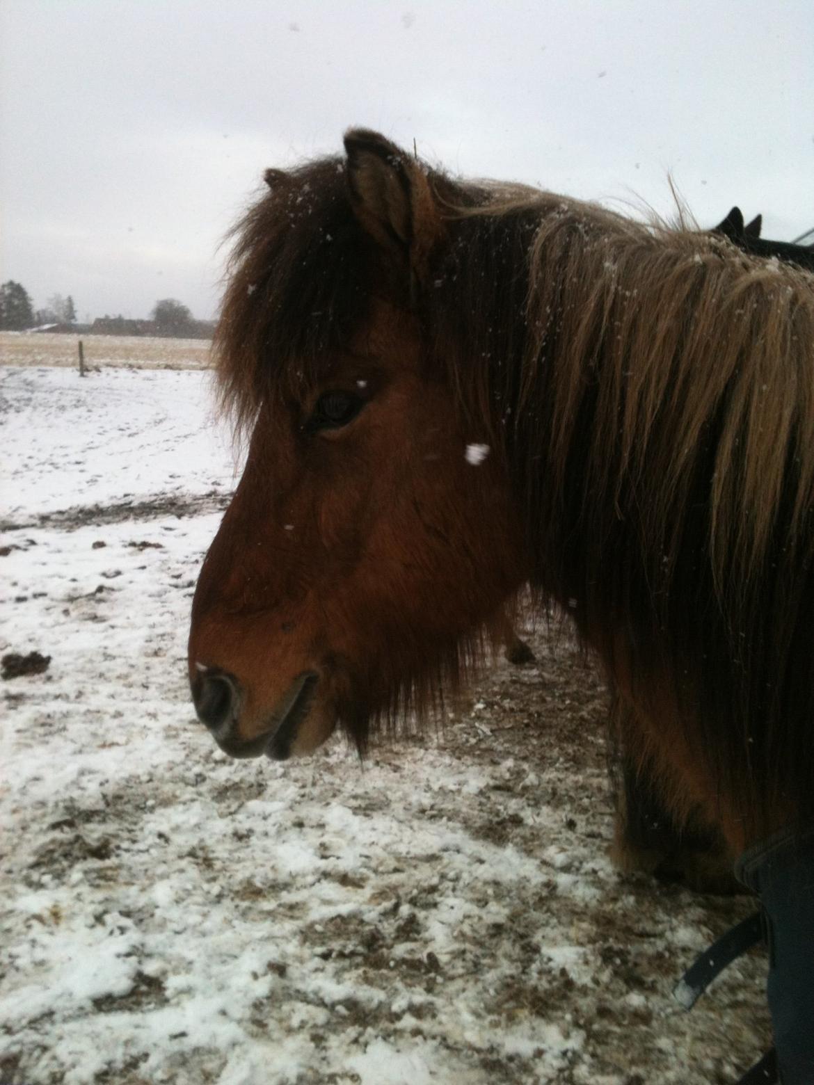Islænder Dagur fra Katknøs "Mit et og alt" - Sne Pony billede 7