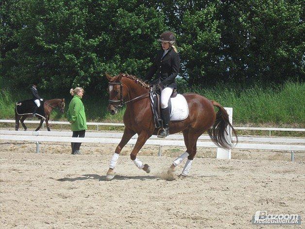 Anden særlig race Potter (Rideskole hest) - LC2  billede 2