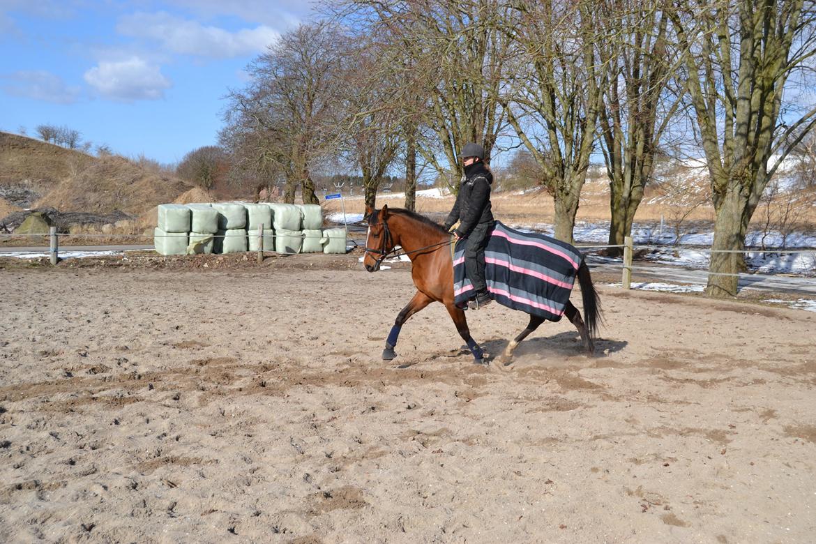 Anden særlig race Claudemirs Lacosta *Skadet* billede 8