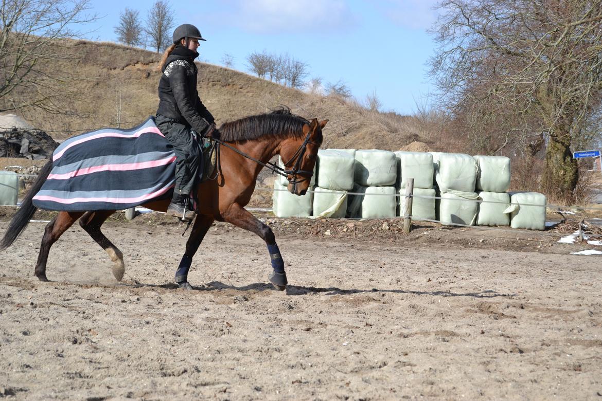 Anden særlig race Claudemirs Lacosta *Skadet* billede 14