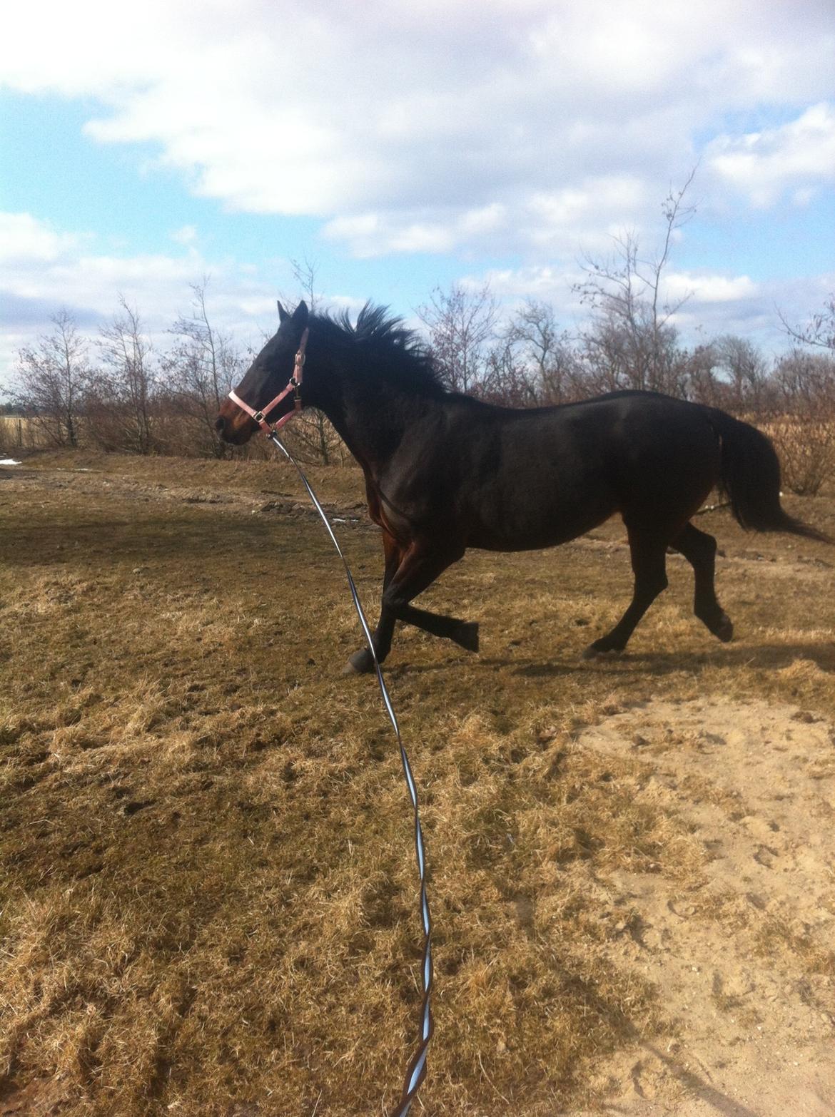 Oldenborg søstedgårds honey (pigen) billede 9