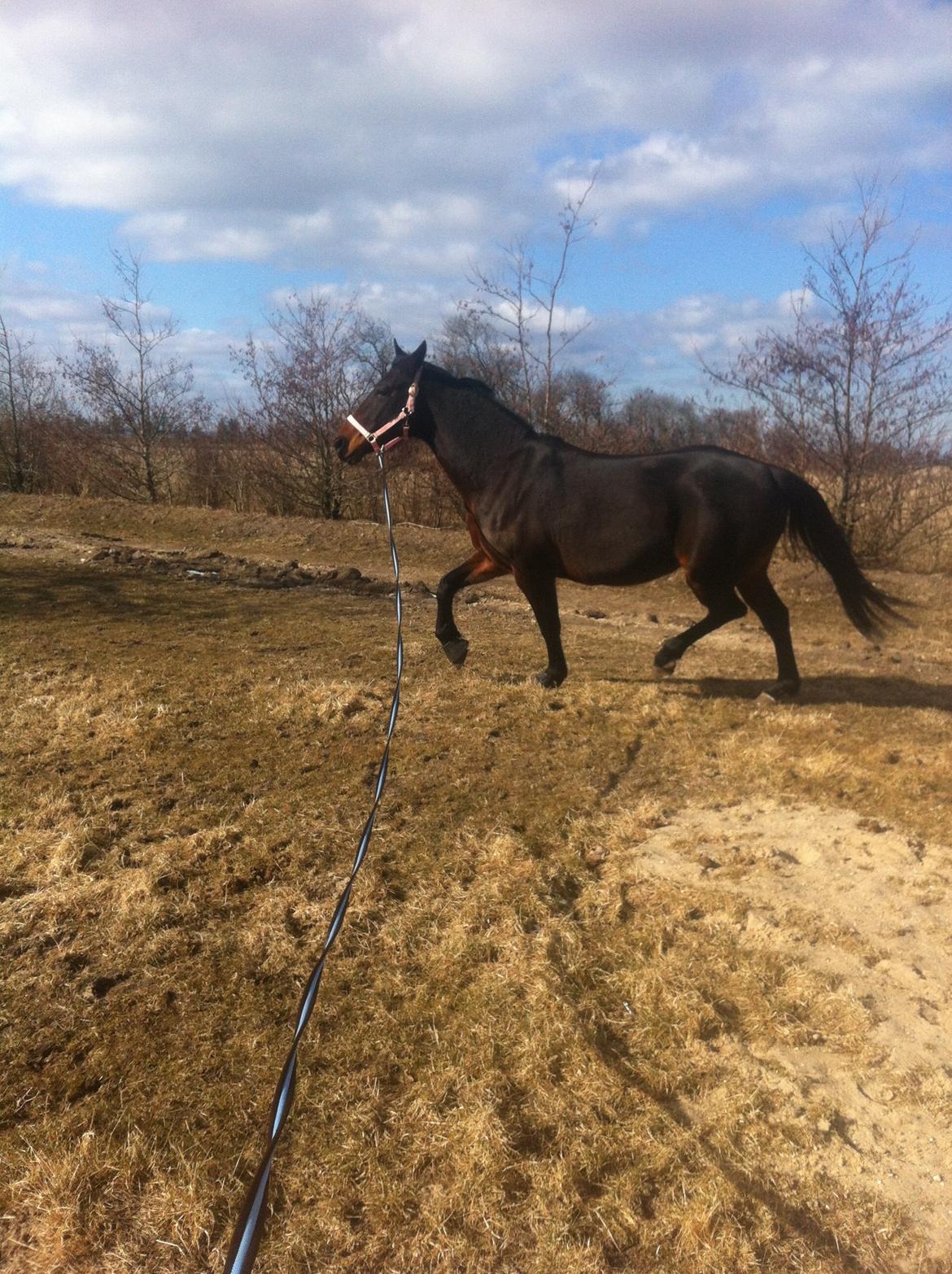 Oldenborg søstedgårds honey (pigen) billede 10